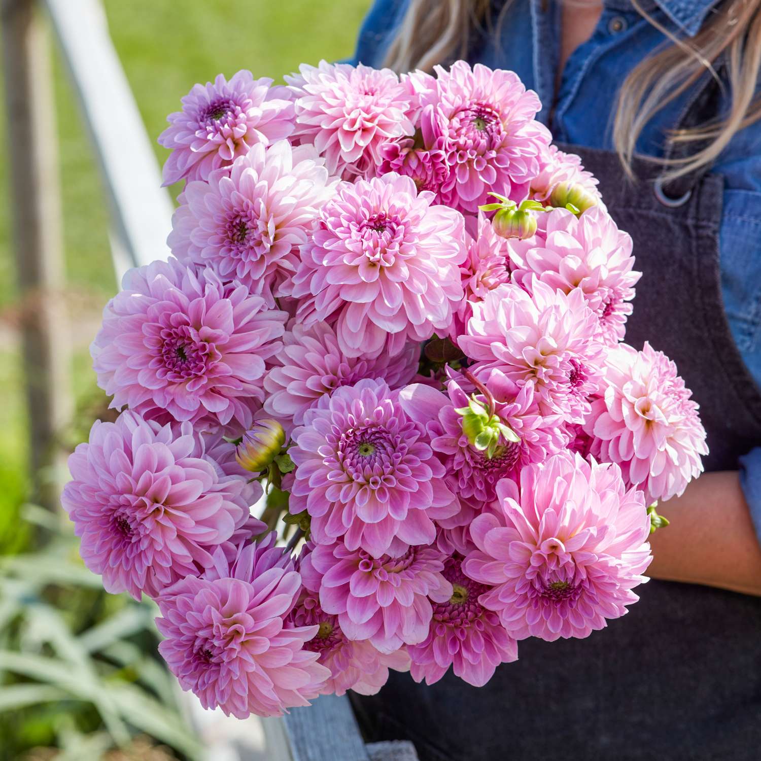 Daalia 'Bazuin Lavender'